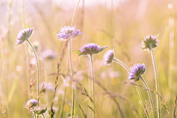 Jennifer Cox Counselling Psychotherapy